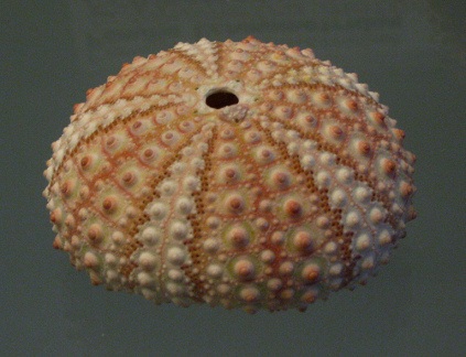 Echinometra mathaei, primer plano