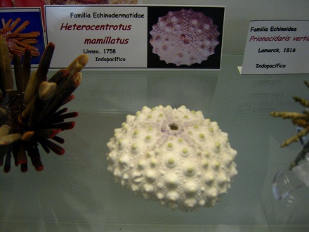 Heterocentrotus mamillatus