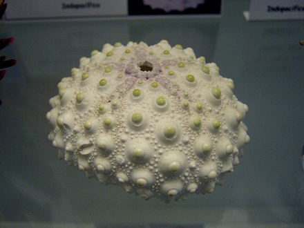 Heterocentrotus mamillatus, primer plano