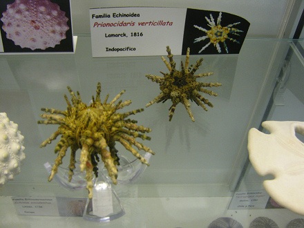 Prionocidaris verticillata, placa