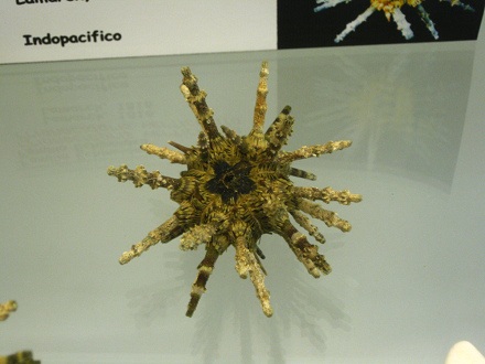 Prionocidaris verticillata, primer plano