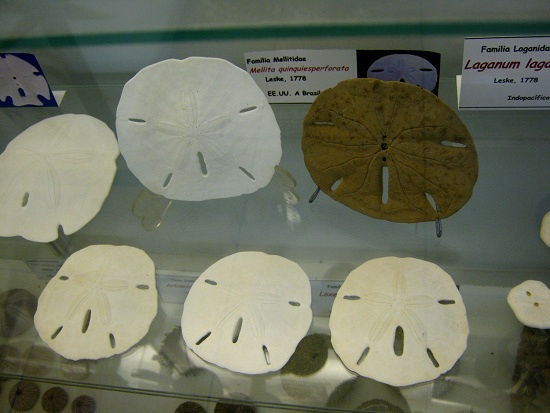 Mellita quinquiesperforata