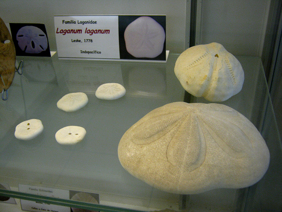 Laganum laganum