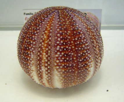 Echinus esculentus, primer plano