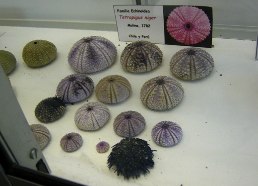 Tetrapigus niger