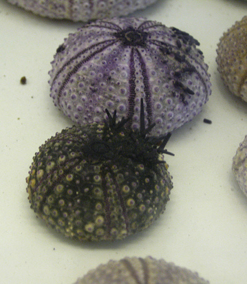 Tetrapigus
                          niger, primer plano