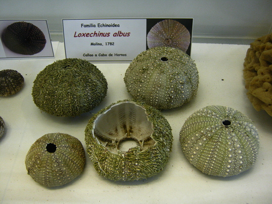 Loxechinus albus