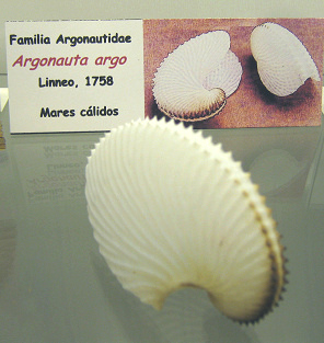 Argonauta arg