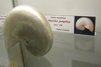 Nautilus pompilius gris