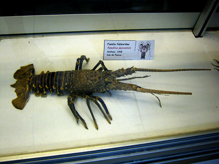 Langusta: Panulirus pascuensis