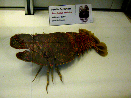 Langusta: Parribacus periatus