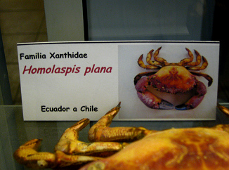 Homolaspis plana, placa