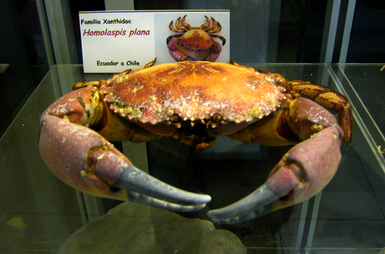 Homolaspis plana
