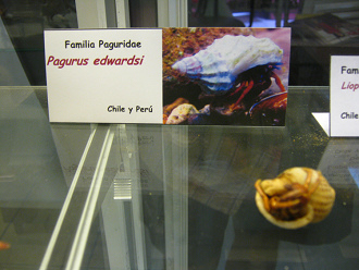Pagurus
                          edwardsi