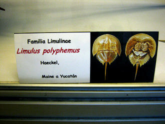 Limulus polyphemus, placa