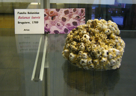 Balanus
                          laevis