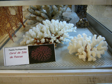 Coral de la isla de Pascua, placa