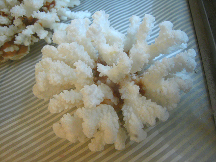 Coral de la isla de Pascua, primer plano