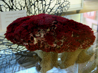 Tubipora musica