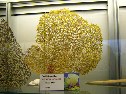 Gorgonia
                          ventalina