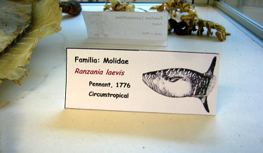 Ranzania
                          laevis, placa
