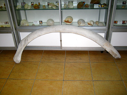 Ballena: Hueso de costilla 01