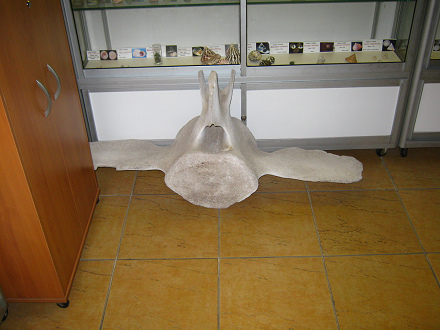 Ballena:
                          Hueso vertebra 01