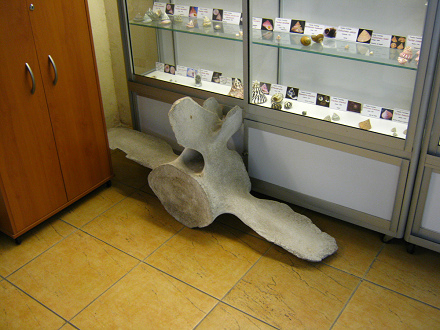 Ballena:
                          Hueso vertebra 02