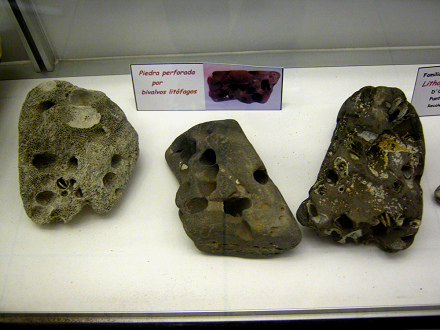 Piedras perforadas de bivalvos lit�fagos