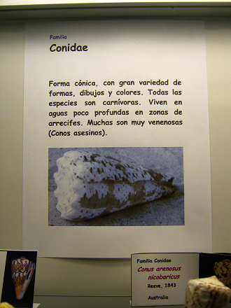 Erstes Merkblatt �ber die
                            Coniden-Schnecken (Conidae)
