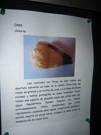 Das
                            generelle Merkblatt �ber die
                            Conus-Meerschnecken