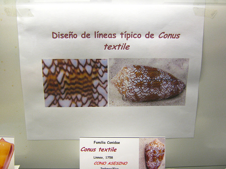 Das Merkblatt �ber die Meerschnecke
                          "Conus textile" mit der Zeichnung
                          typischer Linien "Textil-Conus"
                          [deswegen wird sie so genannt]