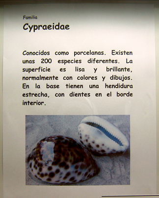 La hoja sobre los caracoles
                                    Cypraeidae