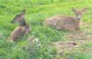 Tiere als Br�der: Rehe