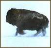 Bison, B�ffel
