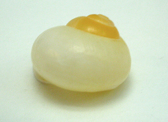 Das Meermuseum in Arica (Chile)
                          ("Museo del Mar"): Landschnecken